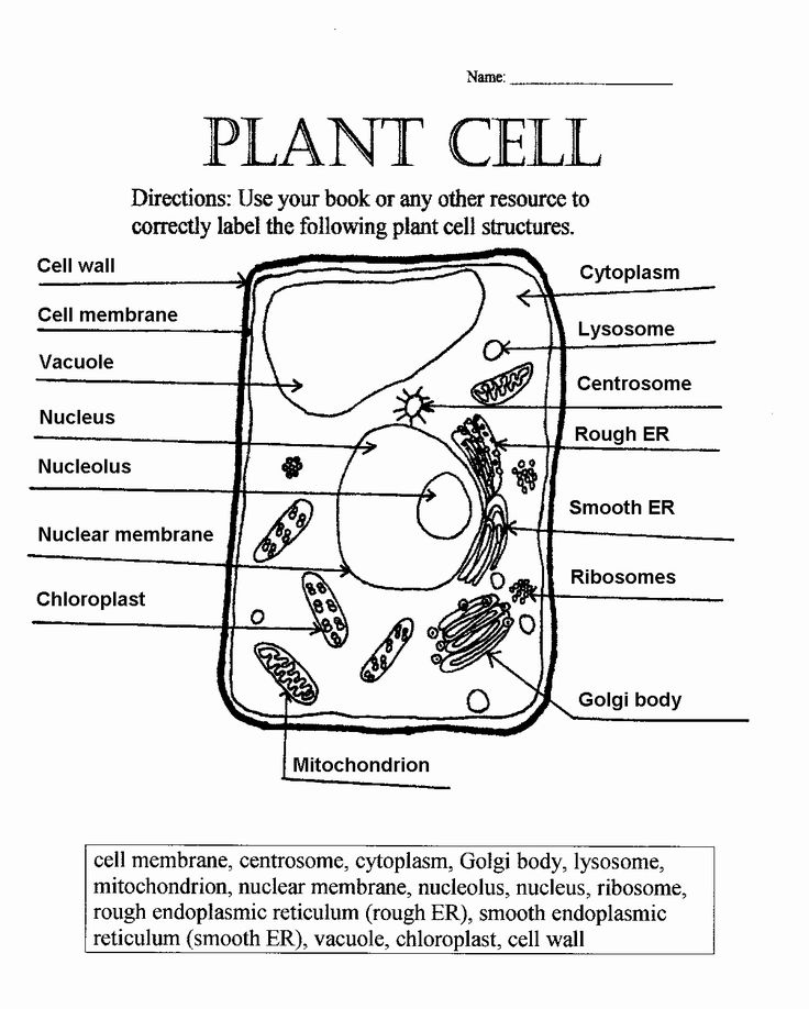 plant cell drawing worksheet